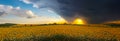 Beautiful wide sunflower field at the dramatic sunset