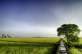 Beautiful wide view yellow paddy field in the morning. blue sky and single tree on the left Royalty Free Stock Photo