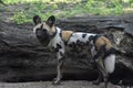 Beautiful wild african dog standing infront of a tree trunk