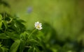 Beautiful wild anemone flowers growing in a garden. Spring flower in forest. Royalty Free Stock Photo