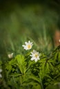 Beautiful wild anemone flowers growing in a garden. Spring flower in forest. Royalty Free Stock Photo