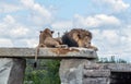 Wild Animal Brown Lion Sitting on a Rock in Hamilton Safari, Ontario, Canada Royalty Free Stock Photo