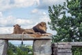 Wild Animal Brown Lion Sitting on a Rock in Hamilton Safari, Ontario, Canada Royalty Free Stock Photo