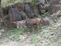 Beautiful wild animal in sariska rajasthan