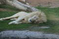 Wild animal white african lion  in Al Ain zoo, Safari Park, Al Ain, United Arab Emirates Royalty Free Stock Photo