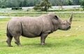 Wild Animal African Rhinoceros or Rhino in Hamilton Safari, Ontario, Canada