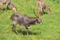 Beautiful wild animals boiling horns safari antelopes gazelles
