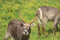 Beautiful wild animals boiling horns safari antelopes gazelles