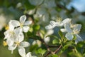 Beautiful flower Lily of the valley and a Sunny spring day Royalty Free Stock Photo