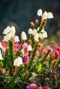 Beautiful wild Arctic bell-heather flowers (Cassiope tetragona) Royalty Free Stock Photo