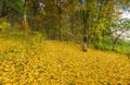 Beautiful wild autumnal forest with small stream Royalty Free Stock Photo