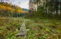 Beautiful wild autumnal forest with small stream Royalty Free Stock Photo