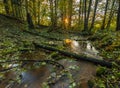 Beautiful wild autumnal forest with small stream. Royalty Free Stock Photo