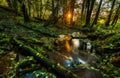 Beautiful wild autumnal forest with small stream. Royalty Free Stock Photo