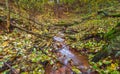 Beautiful wild autumnal forest with small stream. Royalty Free Stock Photo