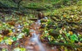 Beautiful wild autumnal forest with small stream. Royalty Free Stock Photo