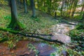 Beautiful wild autumnal forest with small stream. Royalty Free Stock Photo