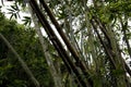 Wild bamboos growing taiwan