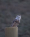 Barn owl Royalty Free Stock Photo