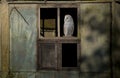 Barn owl perched on a barn window Royalty Free Stock Photo
