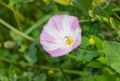 Beautiful wild bellflower (field bindweed) Royalty Free Stock Photo