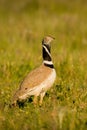 Beautiful wild bird in the meadow.