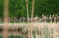 Wild Colorful Bird Flying over Lake and Cattails Wildlife Outdoor Nature in North America Canada Royalty Free Stock Photo