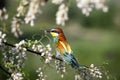 beautiful wild birds on a blossoming tree Royalty Free Stock Photo