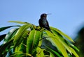 Beautiful wild birds, free in their natural habitats. Royalty Free Stock Photo