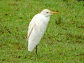 Beautiful wild birds, free in their natural habitats. Royalty Free Stock Photo