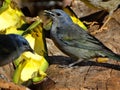 Beautiful wild birds, free in their natural habitats. Royalty Free Stock Photo