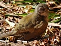 Beautiful wild birds, free in their natural habitats. Royalty Free Stock Photo