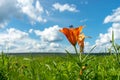 Beautiful wild blooming orange lily flowers growing in green grass on blue cloudy sky background. Colorful, bloom. Royalty Free Stock Photo