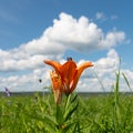 Beautiful wild blooming orange lily flowers growing in green grass on blue cloudy sky background. Colorful, bloom. Royalty Free Stock Photo