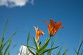 Beautiful wild blooming orange lily flowers growing in green grass on blue cloudy sky background. Colorful, bloom. Royalty Free Stock Photo