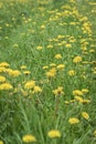 Beautiful wild blooming yellow dandelions flowers, selctive focus. Summer day. Concept of seasons, ecology, green planet Royalty Free Stock Photo