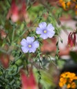 Beautiful Wild Blue Flax Flowers in Garden Royalty Free Stock Photo