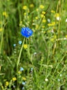 Beautiful wild blue flower of cornflower in meadow, close-up. Selective focus. Concept of seasons, ecology, green planet Royalty Free Stock Photo