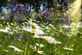 Beautiful wild blue flowers and  chamomile summer meadow in forest green grass sunbeams field floral gardening background Royalty Free Stock Photo