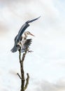 Beautiful wild blue heron big winged bird in flight with sunset sky behind. Massive stork wings long neck legs sitting high up Royalty Free Stock Photo