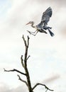 Beautiful wild blue heron big winged bird landing in tree flight with sunset sky behind. Massive stork wings long neck legs