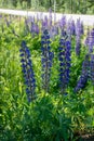 Blue lupines along the road in Finland Royalty Free Stock Photo