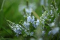 beautiful wild blue meadow flowers in green fresh grass. spring flowers. nature, landscape in the field in summer 2 Royalty Free Stock Photo