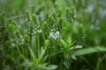 Beautiful wild blue meadow flowers in green fresh grass. spring flowers. nature, landscape in the field in summer 3 Royalty Free Stock Photo