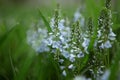 Beautiful wild blue meadow flowers in green fresh grass. spring flowers. nature, landscape in the field in summer 6 Royalty Free Stock Photo