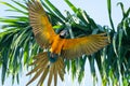 A beautiful wild Blue and Yellow Macaw if full flight with wings and tail feathers flared. Royalty Free Stock Photo