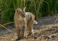 Alert bobcat pauses and turns