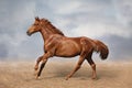 Beautiful wild brown horse galloping on sky Royalty Free Stock Photo