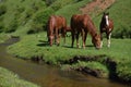 Beautiful wild brown horses eating on green grass field near mountain water stream Royalty Free Stock Photo