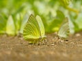 Beautiful wild butterfly on the ground,Butterflies swarm eats minerals in Ban Krang Camp, Kaeng Krachan National Park in Thailand Royalty Free Stock Photo